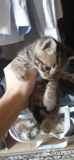 Отдаем котят в добрые руки