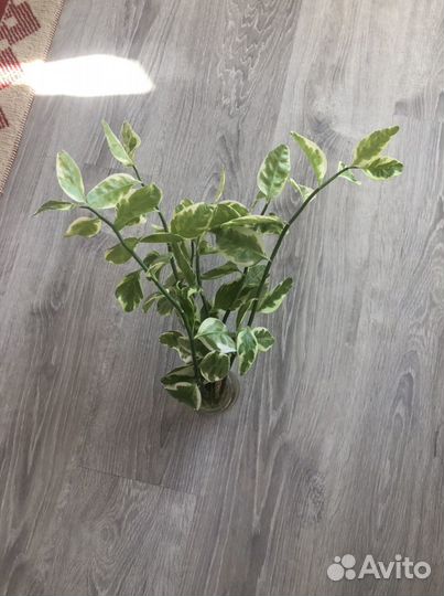 Педилантус