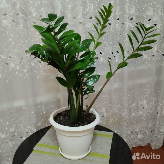 Замиокулькас
