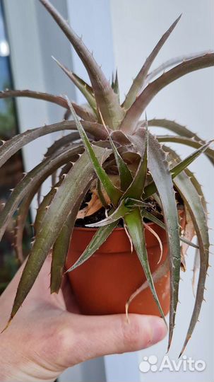 Дикия (dyckia)