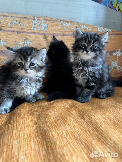 Котята 2 месяца
