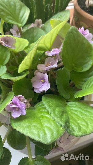 Фиалка сиреневая