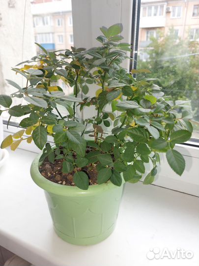 Комнатная роза в горшке