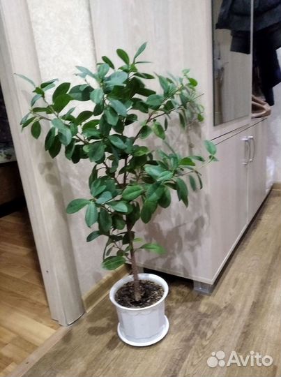 Фикус
