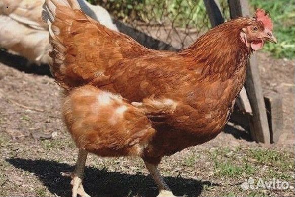 Куры несушки Белые
