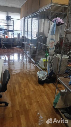 Гостиница для кошек