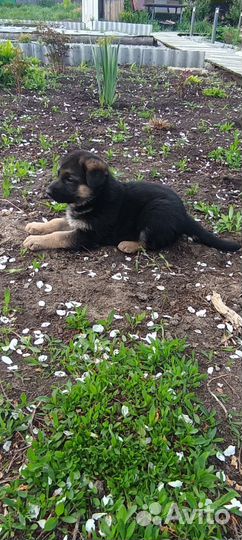 Щенки немецкой овчарки