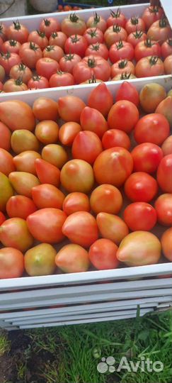 Помидоры