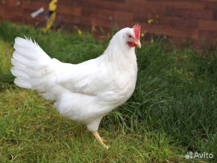 Куры несушки