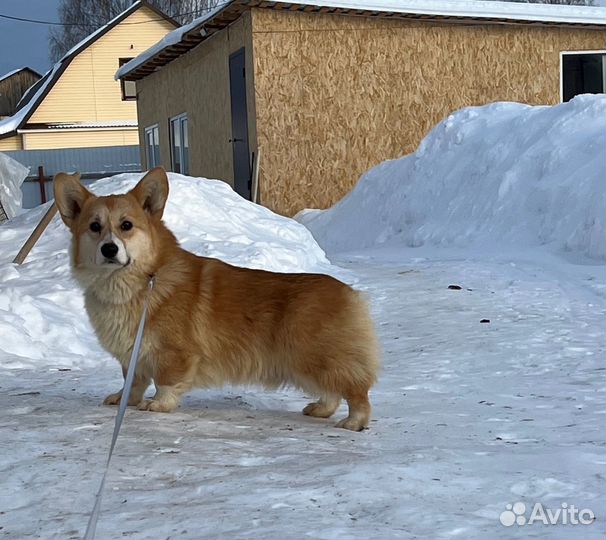 Вельш-корги Пемброк