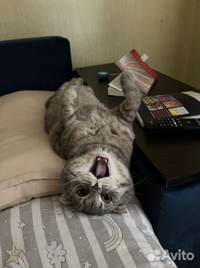 Шотландский кот вязка