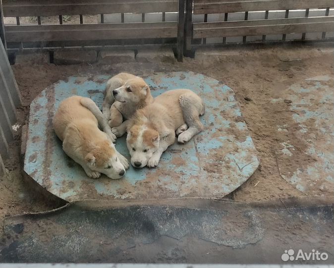 Щенки среднеазиатской овчарки алабай