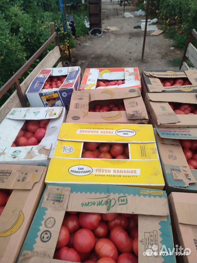 Помидоры розовые