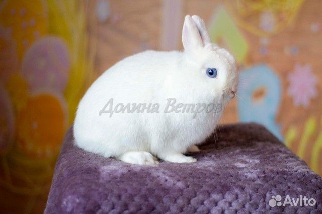 Илон, кролик минор, белый г.гл., мальчик