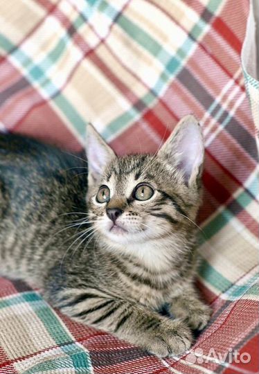 Полосатый котенок Полоскин в добрые руки