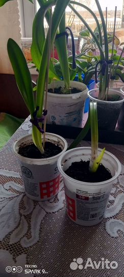 Гиппеаструм