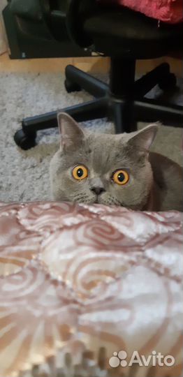 Британская