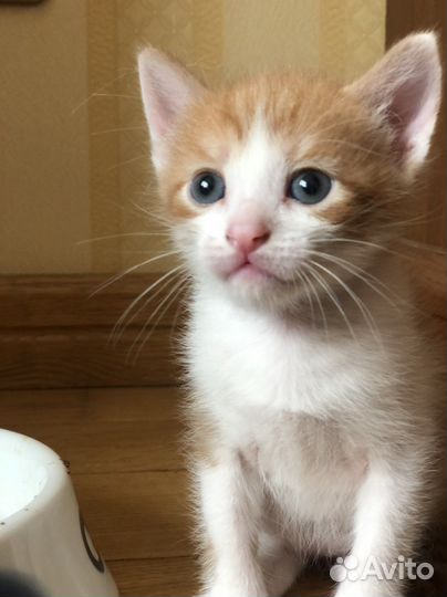 Котята в добрые руки даром рыжий котенок