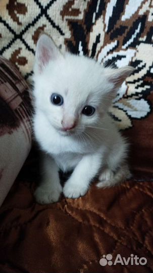Кошка в дар бесплатно