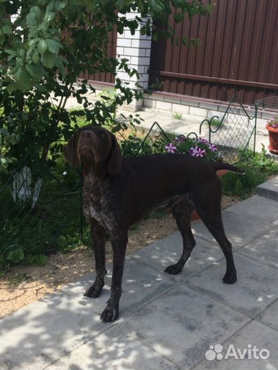 Курцхаар - вязка