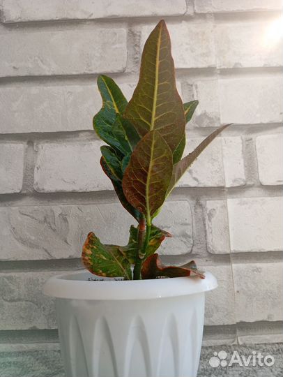 Excellent кротон