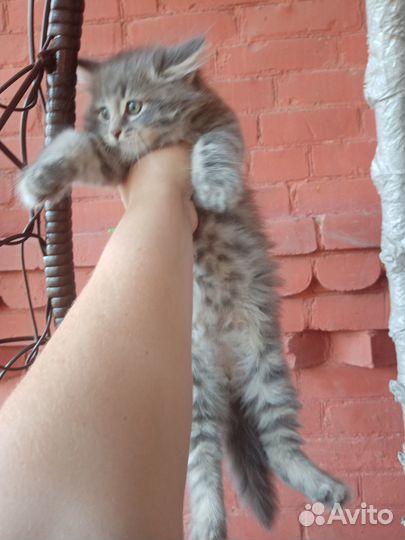 Мейн-кун котик
