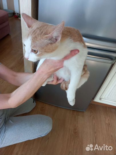 Котенок Персик ищет дом