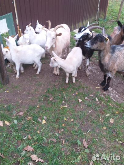 Козлята