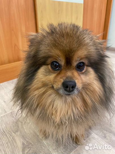 Девочка шпиц для вязки