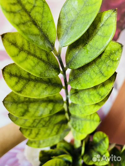 Замиокулькас Эмеральд грин