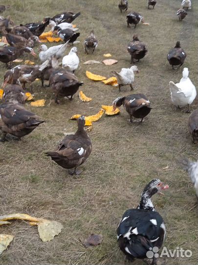 Мускусные утки