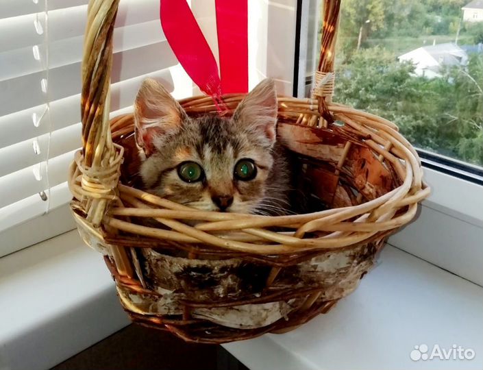 Кошечка 1,5 месяца