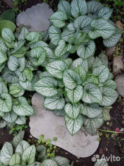 Бруннера 2 сорта