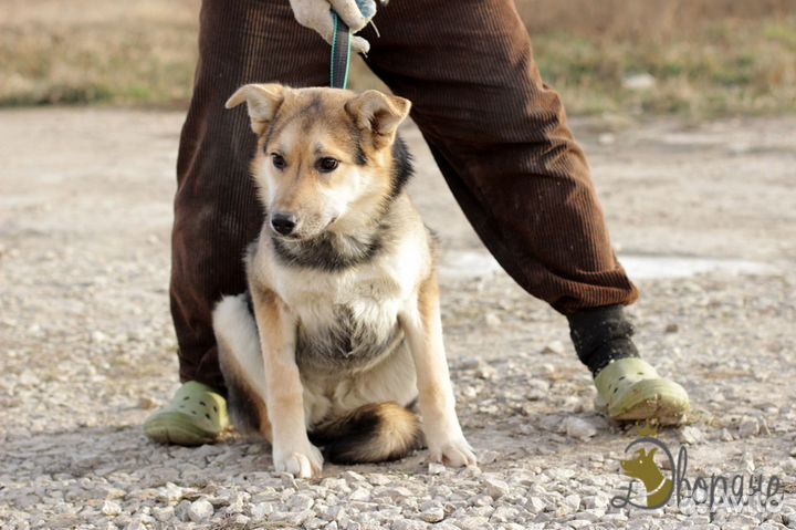 Нежная и ласковая Гавра в добрые руки