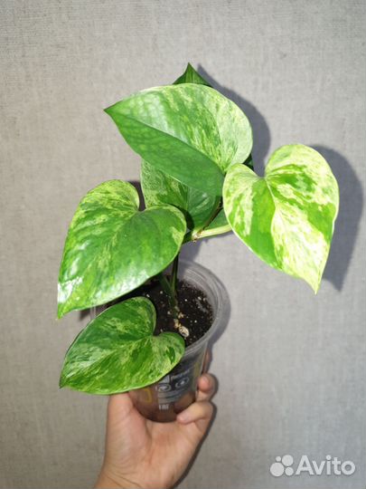 Эпипремнумы, монстера