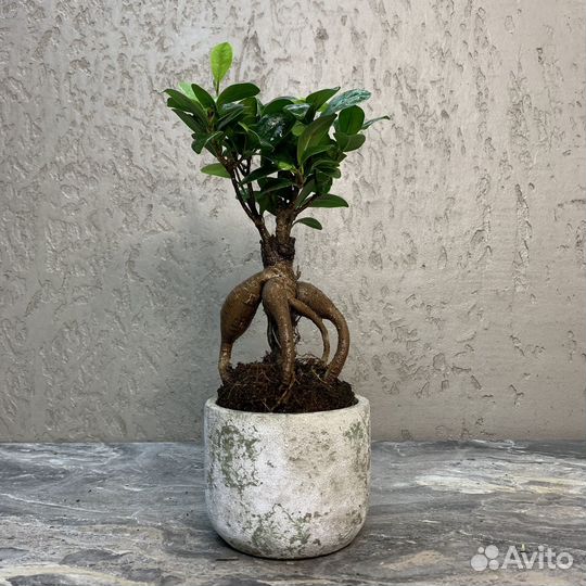 Растение Бонсай - Фикус микрокарпа 30 см