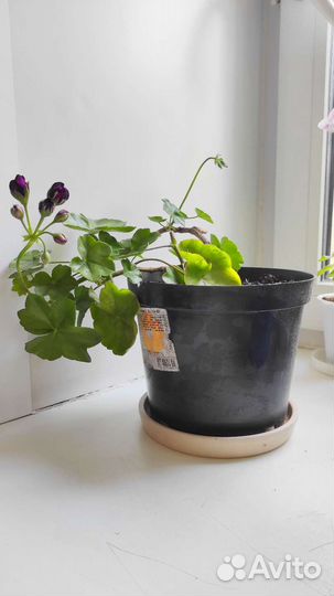 Плющелистная пеларгония