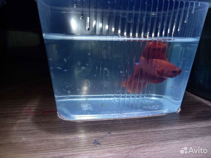 Рыбки и корма