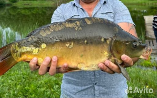 Платная рыбалка