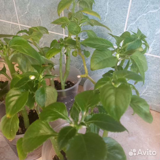 Комнатные цветы