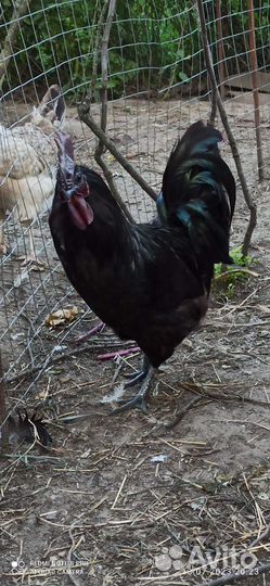 Петухи и куры