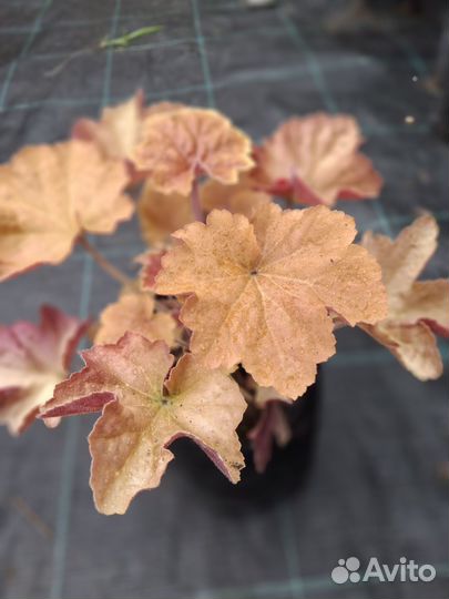 Растения гейхера гебридная