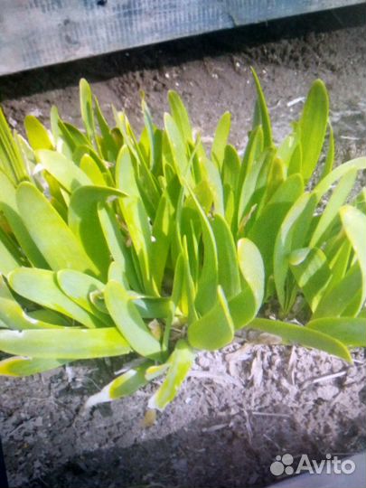 Лук-слизун, лук шнитт, ревень, черемша