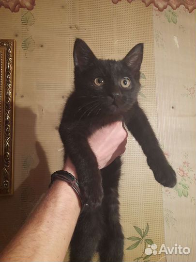 Отдам в добрые руки котят