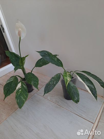 Спатифиллум Домино.Манстера альба