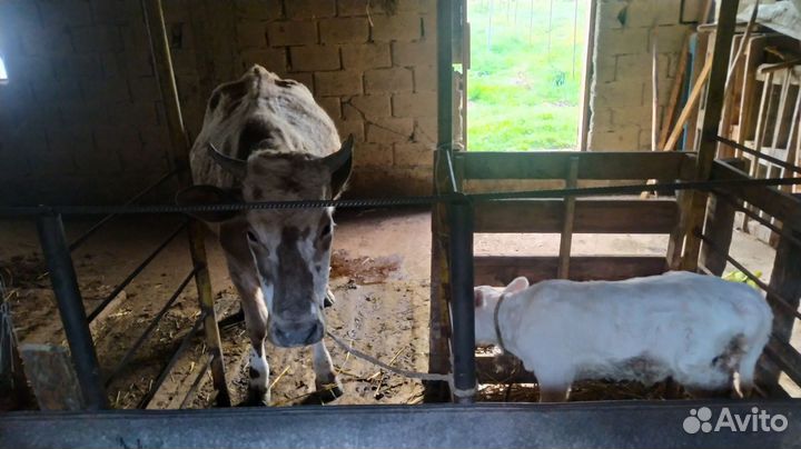 Корова с теленком