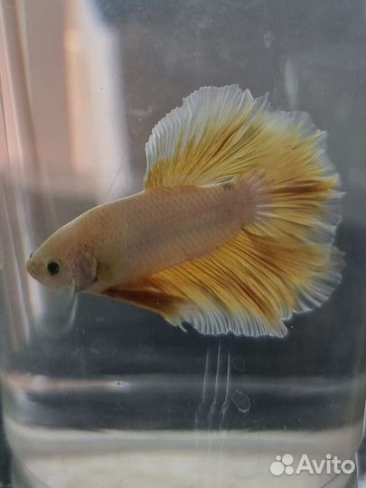 Рыбка петушок