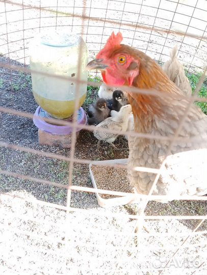 Цыплята несушки