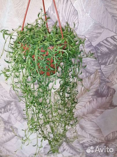 Сенецио радиканс