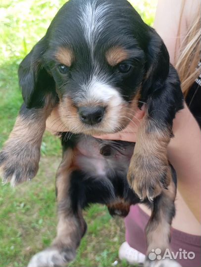 Продам щенков русской спаниель